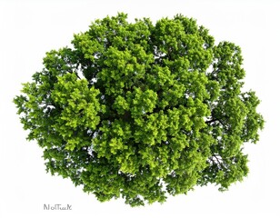 Full overhead view of a lush green tree