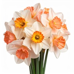 Naklejka premium A bouquet of peach and cream daffodils. Close-up of a cluster of daffodils with cream-colored petals and peach-orange centers. Bright, vibrant colors against a white background