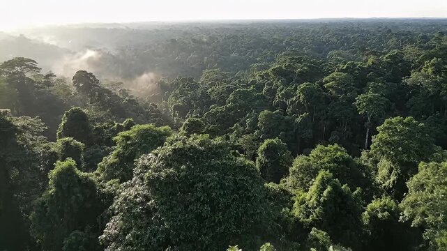 Aerial Drone View of Lush Green Amazon Rainforest Canopy at Sunrise with Morning Mist