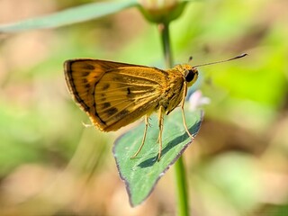 Macro of Skipper Butterfly Hesperiidae in Natural Habitat