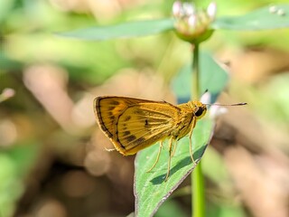 Macro of Skipper Butterfly Hesperiidae in Natural Habitat