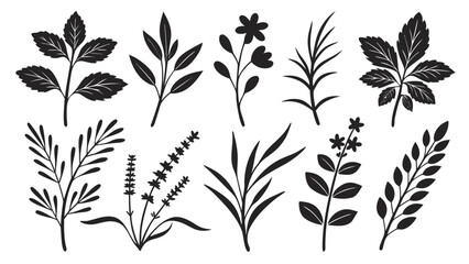 Assortment of Botanical Silhouette Elements plant leaf