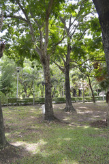 a view of a park with a large green trees and a large lawn.