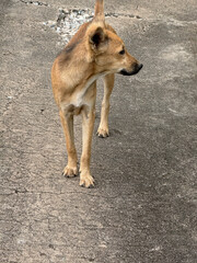 dog on the street