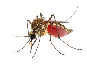Modern Minimalist Mosquito Macro PNG
