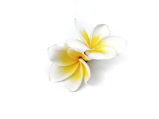 Beautiful frangipani flower (plumeria alba) isolated on white background