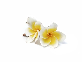 Beautiful frangipani flowers (plumeria alba) isolated on white background. Botanical photography for creative design 