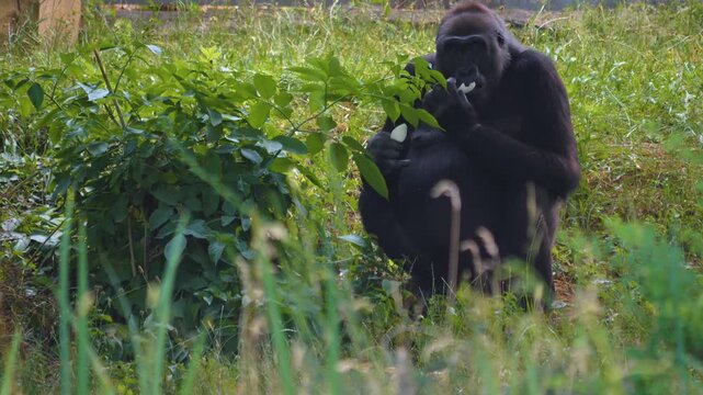 A female gorilla monkey sitting on a meadwo and eating fruit on a sunny day in spring