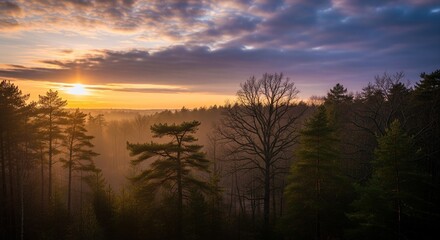 Fototapeta premium Golden Sunrise Over Misty Forest Canopy with Dramatic Clouds