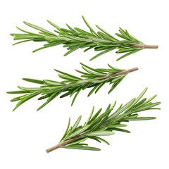 Fototapeta premium Fresh Rosemary Sprigs Isolated on White Background for Culinary and Herbal Uses