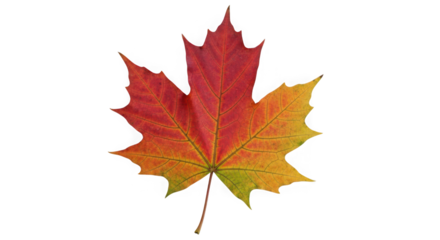 Vibrant maple leaf autumn colors symbol of fall and canadian identity nature's palette detailed close-up transparent background