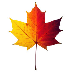Obraz premium Vibrant autumn maple leaf with gradient colors isolated on transparent background