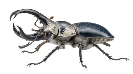 Realistic Image of Stag Beetle Specimen Isolated on White