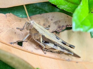 Macro of Grasshopper Acrididae Insect in Natural Habitat