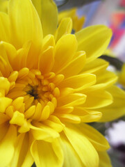 yellow chrysanthemum flower