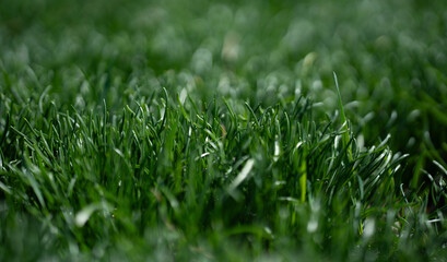 Grass background texture. Green grass field backdrop. Lush lawn closeup view. Natural grass surface design. Grass pattern for banner. Outdoor environment.