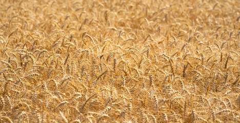 Golden wheat field representing harvest and rural farming. Close-up of ripe grain ready for harvest in a natural farmland setting. Crop fields. Countryside farm golden wheat background.