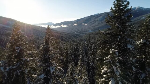 Snow-covered trees in mountains on a sunny day, clouds linger afar. Use for travel blogs