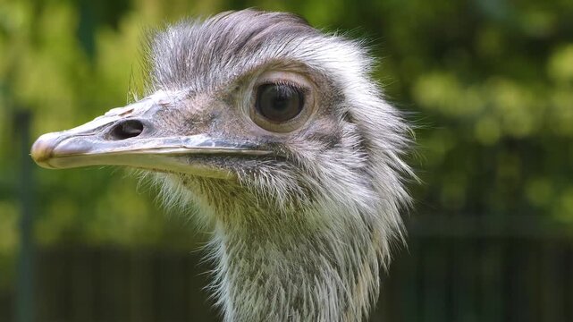 Close up Rhea head on a sunny day in spring looking aorund