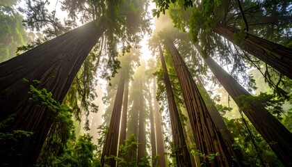 Towering trees reach upwards, bathed in sunlight filtering through a misty canopy, creating a tranquil forest scene