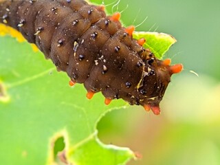 Macro of Caterpillar Papilionidae Larva on Green Leaf