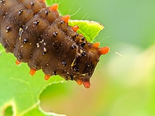 Macro of Caterpillar Papilionidae Larva on Green Leaf