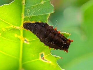 Macro of Caterpillar Papilionidae Larva on Green Leaf