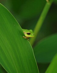 Green frog peeking from behind a leaf in nature