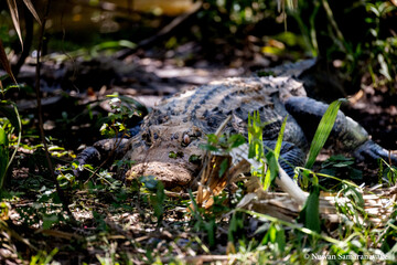 Protective Mother Alligator Guarding Her Nest at Bay Area Park, Pasadena Texas