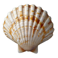 Fototapeta premium Beautiful Seashell Isolated on White Background