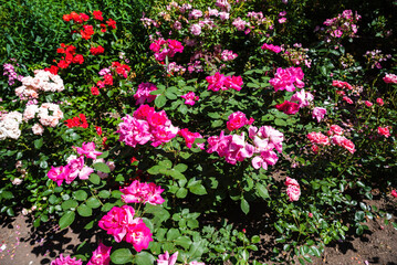 Clusters of Heidetraum roses bloom in vivid pink, with John Davis roses adding soft pink shades, a summer garden view beneath the clear blue sky.