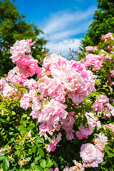 Beautiful John Davis roses in full bloom with soft pink petals under bright blue sky, hybrid kordesii garden rose variety in summer sunlight.