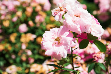 Close up of blooming John Davis hybrid kordesii roses with delicate pink petals, soft light highlighting natural beauty of garden flowers.