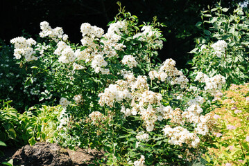 White climbing rose bush Rosa Guirlande dAmour with abundant clusters of delicate flowers blooming beautifully in a green summer garden