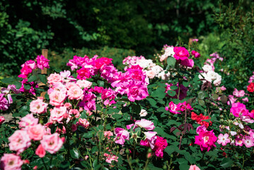 Bright pink shrub roses Rosa Gertrude Jekyll blooming in a summer garden with lush green foliage and vibrant colorful petals in natural sunlight