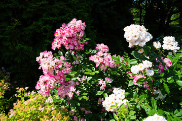Fototapeta premium Rosa Mozart hybrid musk rose bush with clusters of delicate pink and white flowers, showing a lush ornamental shrub in a bright green landscape.
