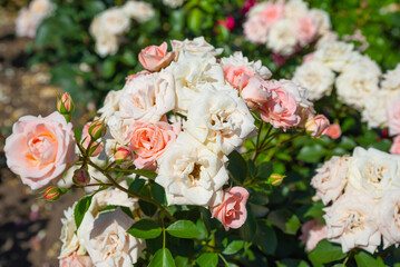 Close-up of Carcassonne floribunda rose branch with apricot pink flowers framed by glossy leaves, sunlight enhancing delicate tones.