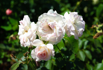 Four Charles Aznavour roses blooming together in soft white and pink tones, fresh ornamental blossoms in horizontal summer garden view.
