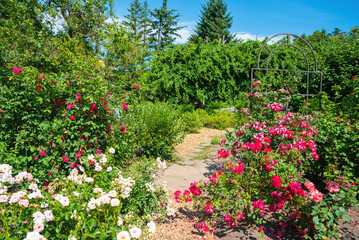 Summer garden with blooming Rosa polyantha bushes in pink and red shades, decorative flowerbeds and greenery under bright blue sky.