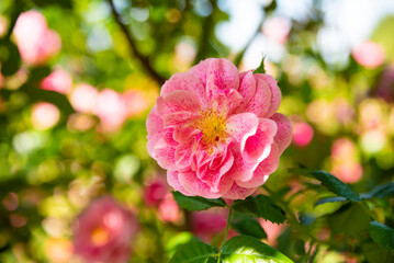 Beautiful Camelot rose large flowered climber with pink speckled petals and yellow center blooming in a sunny garden with green leaves.