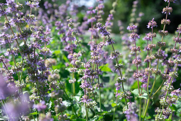 Blooming Nepeta grandiflora fills the garden with purple hues and herbal charm. Tall flowering stems and lush foliage catch the warm sunlight.