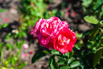 Two blooming Ferdinand Pichard roses Hybrid perpetual variety with striped pink petals, elegant garden flowers in natural daylight.
