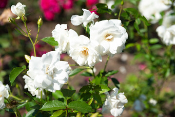 Horizontal shot of Iceberg Roses from the Floribunda group, soft white petals and multiple blossoms glowing in natural summer daylight.