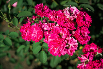 Overhead view of pink Winnipeg Parks modern shrub roses blooming in a summer garden, showing soft petals, green leaves, and vivid natural tones.
