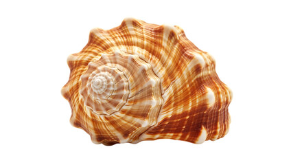 Obraz premium Spiral seashell with orange and white stripes isolated on a transparent background