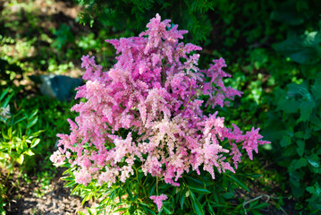 Pink Astilbe flowers blooming in a summer garden with lush green leaves, creating a vibrant and delicate floral display in natural light.