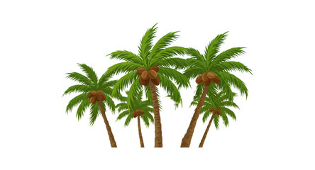 Obraz premium Coconut tree