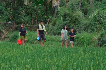 A family of four walks slowly on a narrow rice field path, pausing to admire the green scenery...