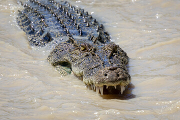 Saltwater crocodile in the water hunting fish with mouth open