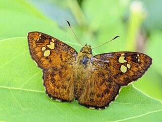 Golden Skipper Butterfly Telicota colon Macro Photography